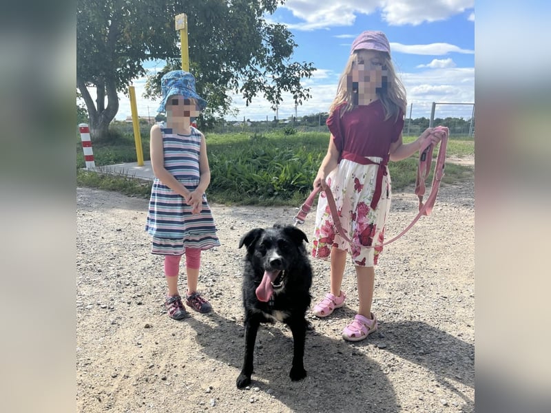 Amelie eine absolute Familienhündin