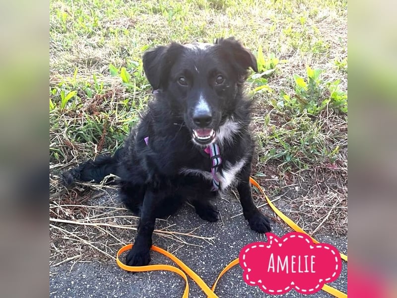 Amelie eine absolute Familienhündin