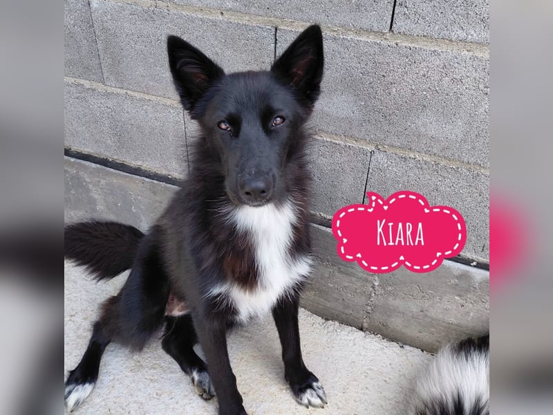 Kiara eine intelligente wunderhübsche