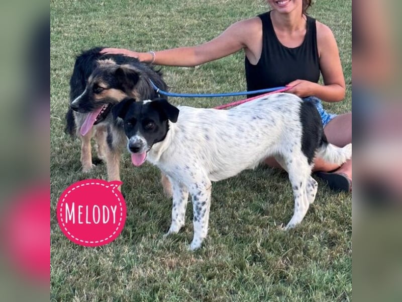 Melody ein sehr soziale Hündin