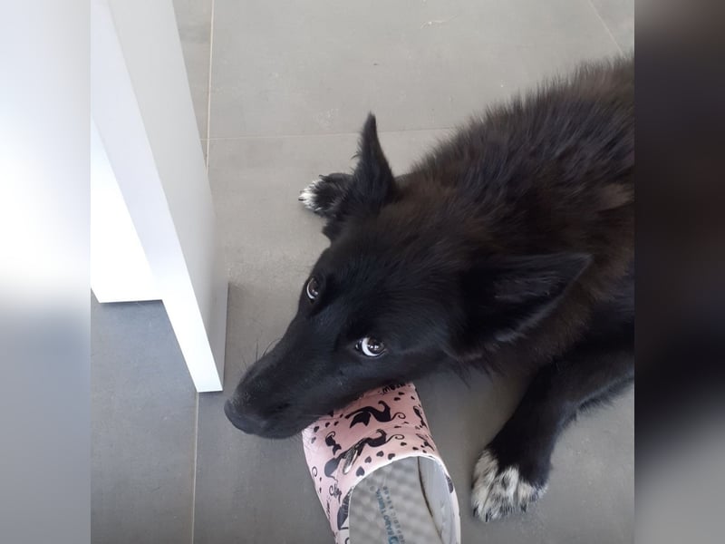 Kiara eine intelligente wunderhübsche