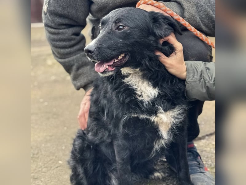 Amelie ein Traumwesen