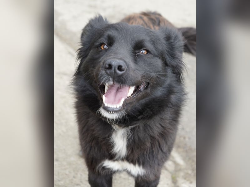 Molly absolut Anfänger geeignet
