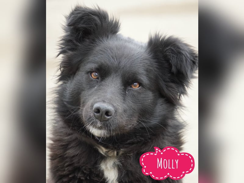 Molly absolut Anfänger geeignet
