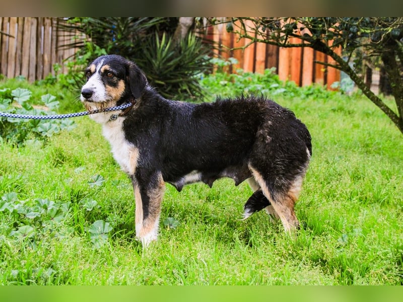Kathy, Mix Border Collie / Griffon, lieb und sozial