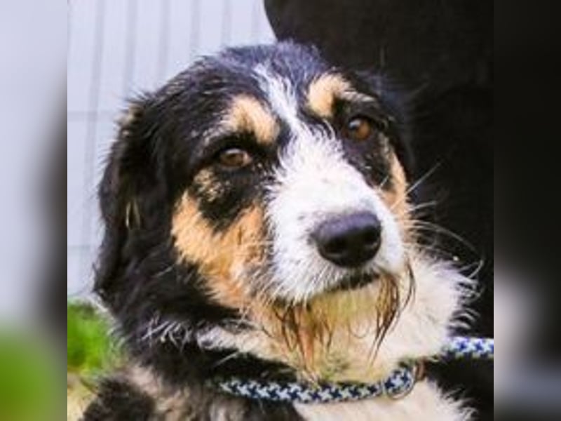Kathy, Mix Border Collie / Griffon, lieb und sozial