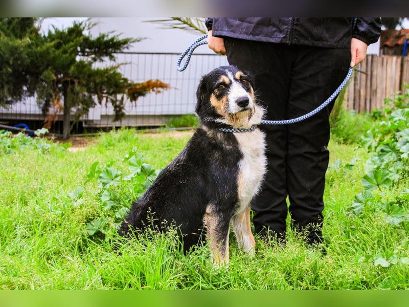 Kathy, Mix Border Collie / Griffon, lieb und sozial