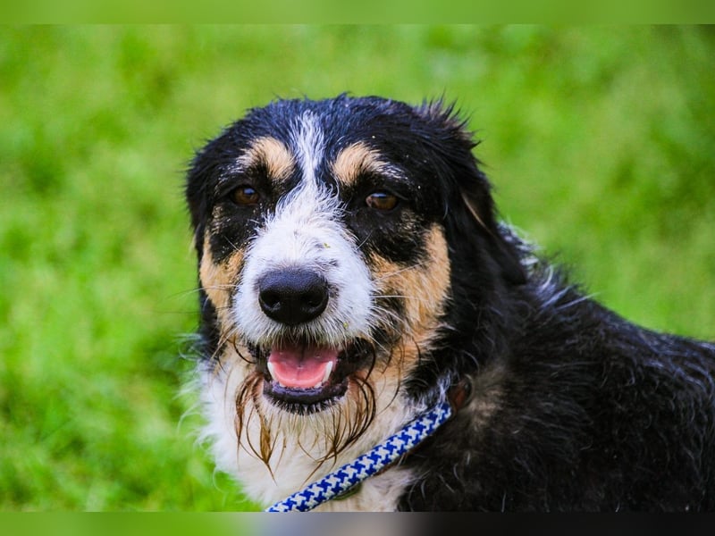 Kathy, Mix Border Collie / Griffon, lieb und sozial
