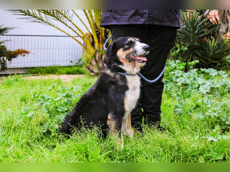Kathy, Mix Border Collie / Griffon, lieb und sozial
