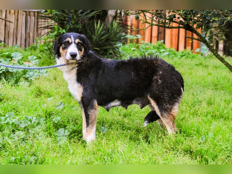 Kathy, Mix Border Collie / Griffon, lieb und sozial