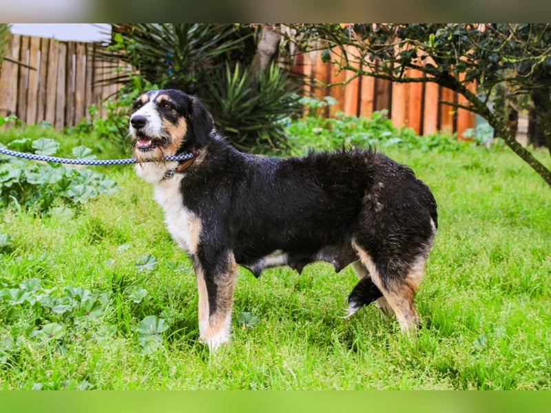 Kathy, Mix Border Collie / Griffon, lieb und sozial