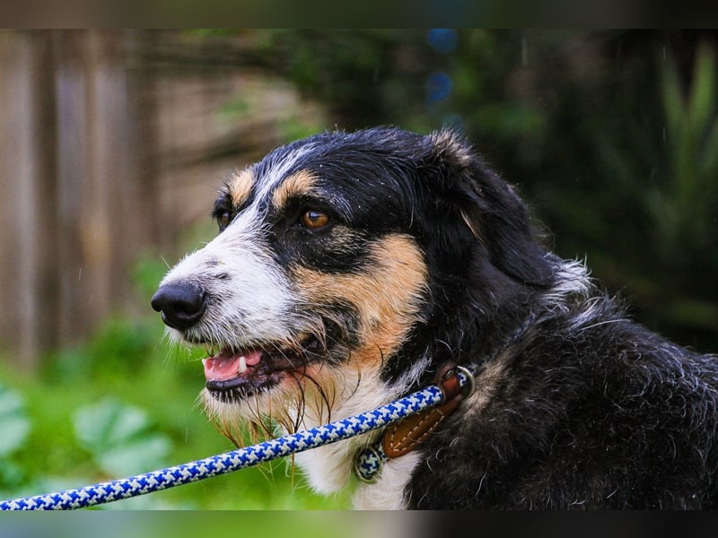 Kathy, Mix Border Collie / Griffon, lieb und sozial