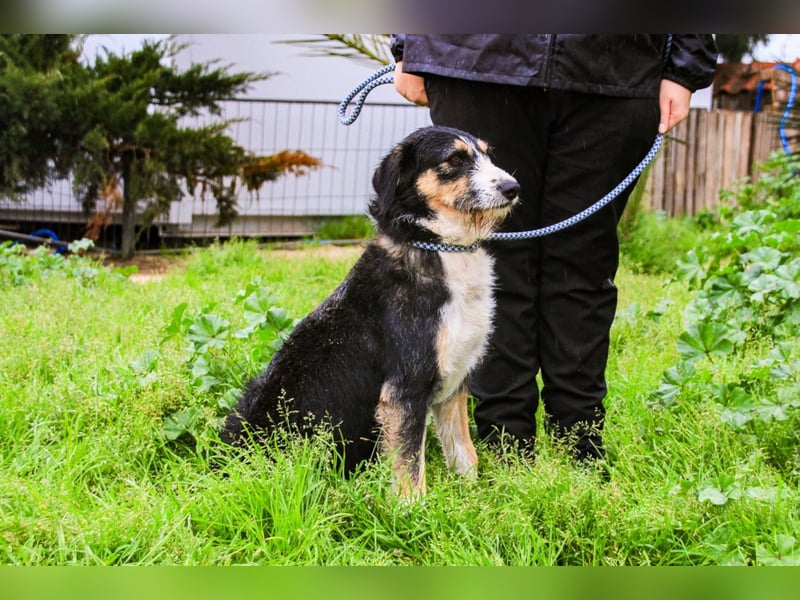 Kathy, Mix Border Collie / Griffon, lieb und sozial