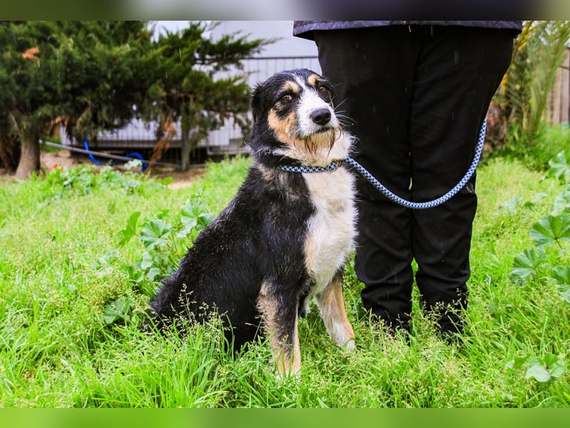 Kathy, Mix Border Collie / Griffon, lieb und sozial