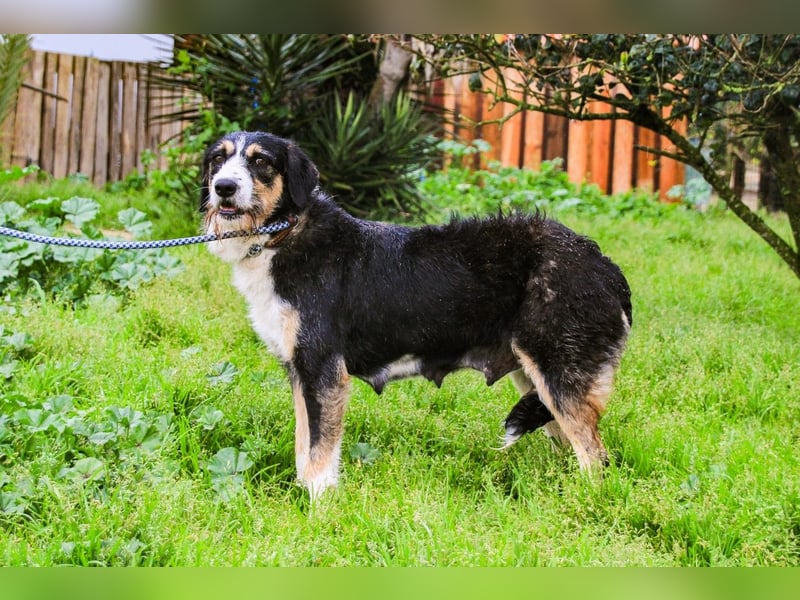 Kathy, Mix Border Collie / Griffon, lieb und sozial