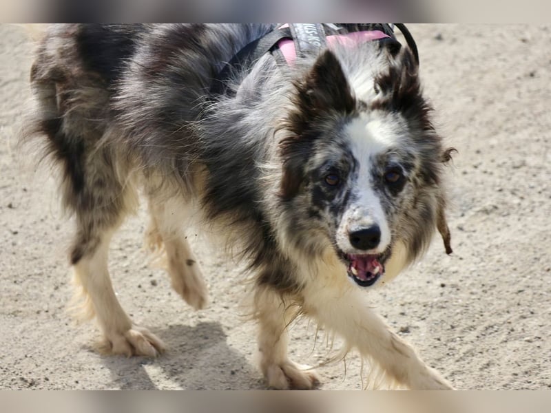 Daisy, freundlich, offen und ausmerksam