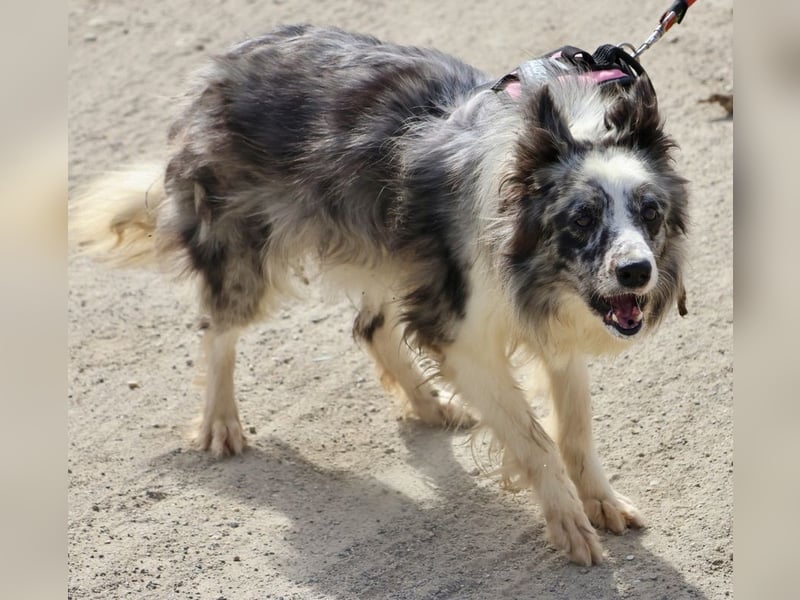 Daisy, freundlich, offen und ausmerksam