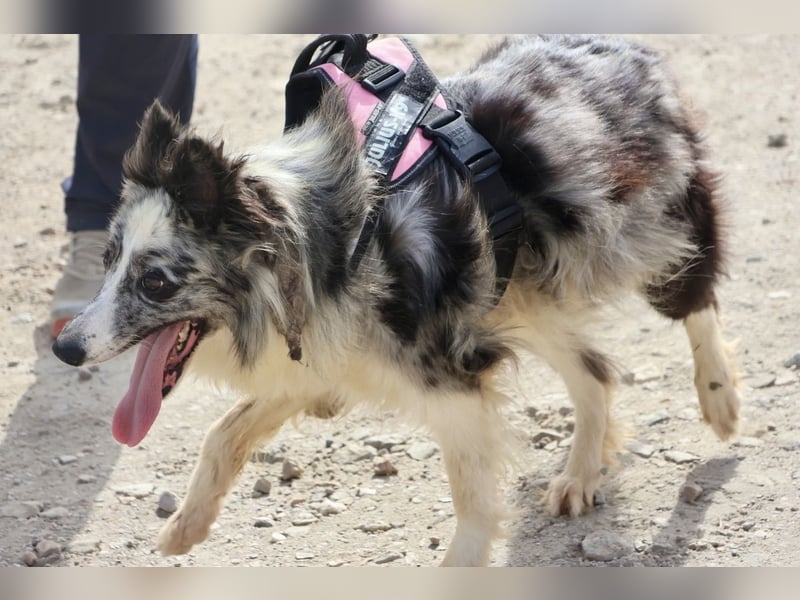 Daisy, freundlich, offen und ausmerksam