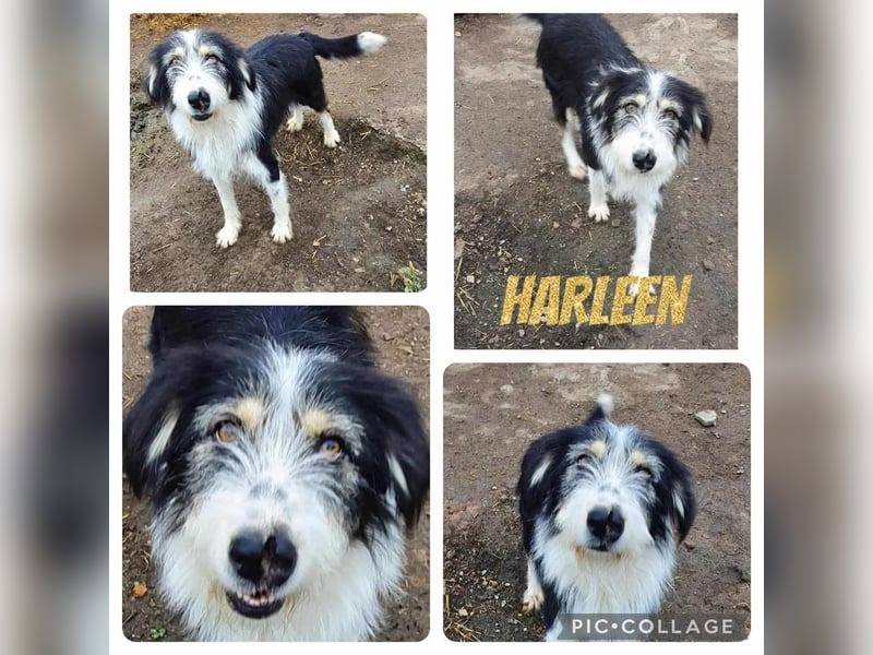 HARLEEN gerettet aus  Horror Tötung von Slatina,  Ostern'22