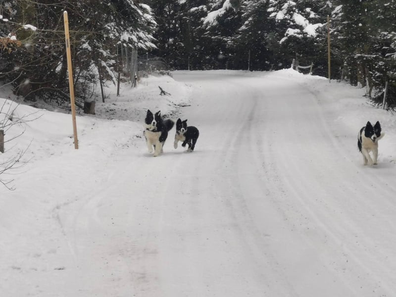 Border Collie Hündin