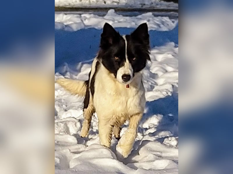 Border Collie Hündin