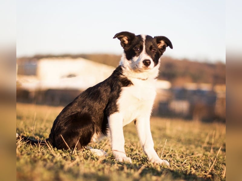 Border Collie Welpen