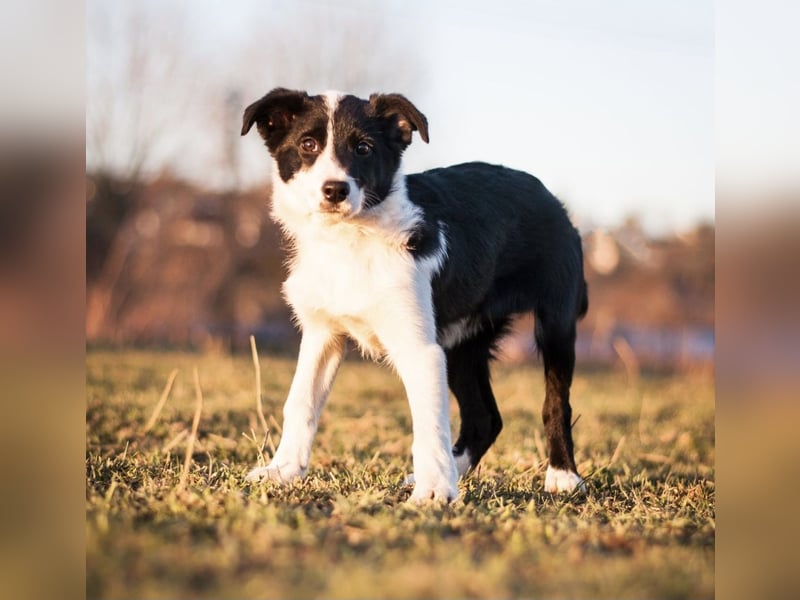 Border Collie Welpen