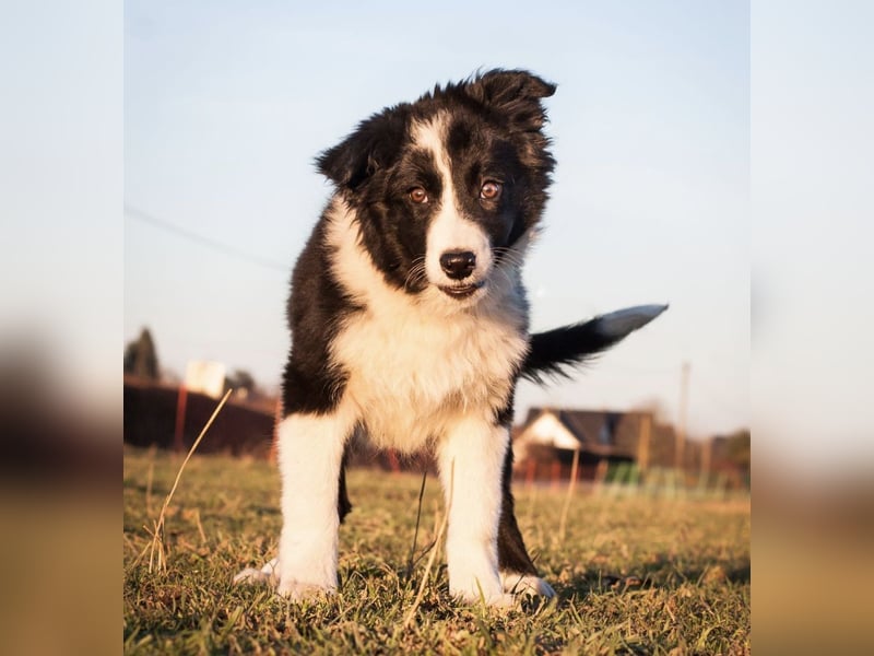 Border Collie Welpen