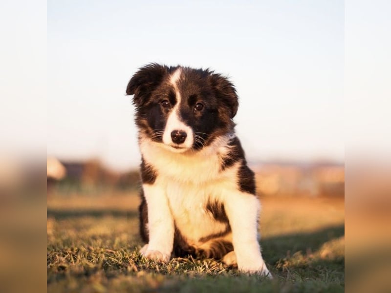 Border Collie Welpen
