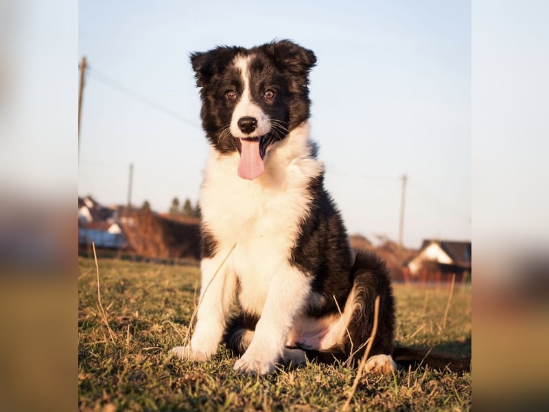 Border Collie Welpen