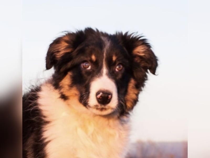 Border Collie Welpen