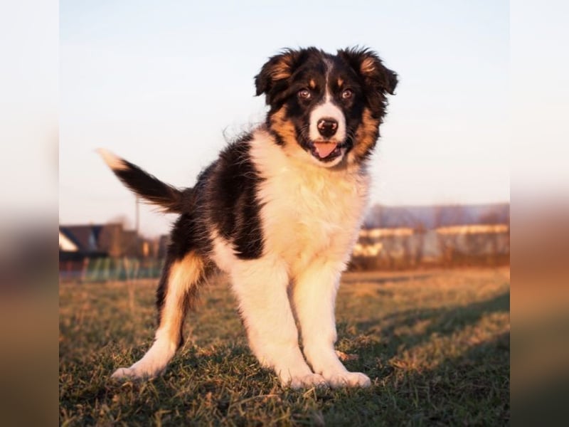 Border Collie Welpen