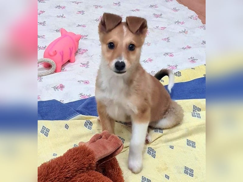 Zuckersüßer ANTON- wartet mit gepacktem Köfferchen auf sein schönes, liebevolles Zuhause