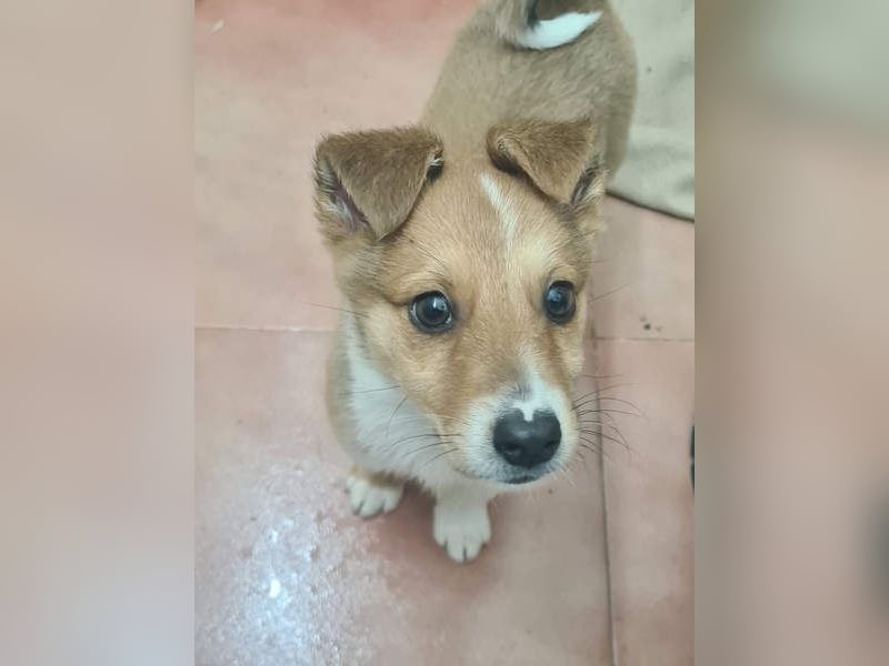 Zuckersüßer ANTON- wartet mit gepacktem Köfferchen auf sein schönes, liebevolles Zuhause