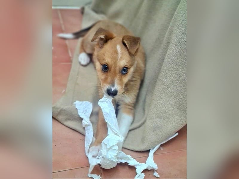 Zuckersüßer ANTON- wartet mit gepacktem Köfferchen auf sein schönes, liebevolles Zuhause