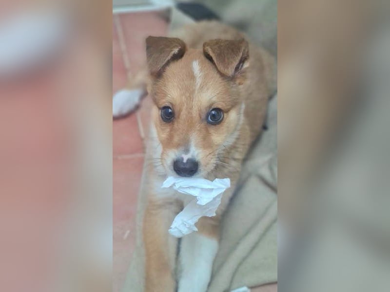 Zuckersüßer ANTON- wartet mit gepacktem Köfferchen auf sein schönes, liebevolles Zuhause