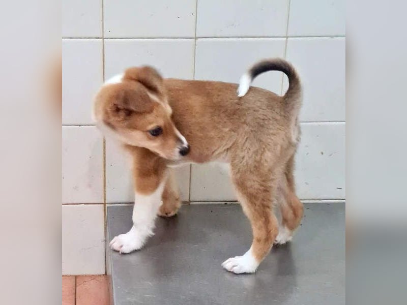 Zuckersüßer ANTON- wartet mit gepacktem Köfferchen auf sein schönes, liebevolles Zuhause