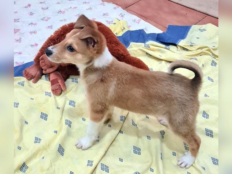 Zuckersüßer ANTON- wartet mit gepacktem Köfferchen auf sein schönes, liebevolles Zuhause