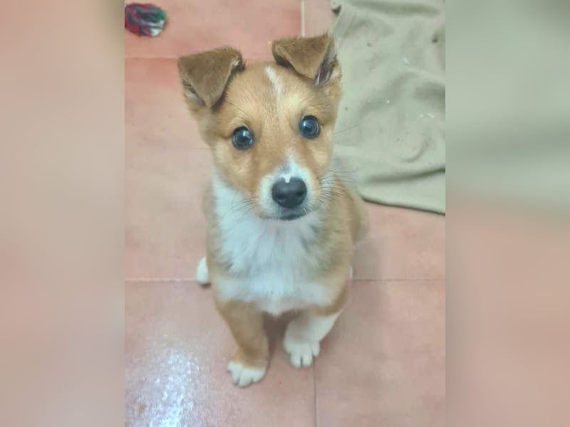 Zuckersüßer ANTON- wartet mit gepacktem Köfferchen auf sein schönes, liebevolles Zuhause