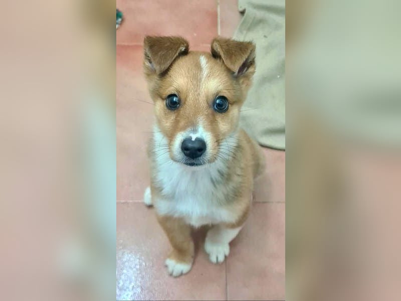 Zuckersüßer ANTON- wartet mit gepacktem Köfferchen auf sein schönes, liebevolles Zuhause