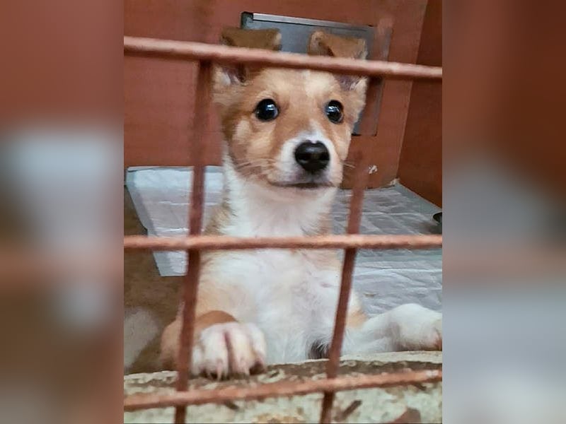 Zuckersüßer ANTON- wartet mit gepacktem Köfferchen auf sein schönes, liebevolles Zuhause