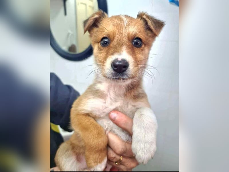 Zuckersüßer ANTON- wartet mit gepacktem Köfferchen auf sein schönes, liebevolles Zuhause