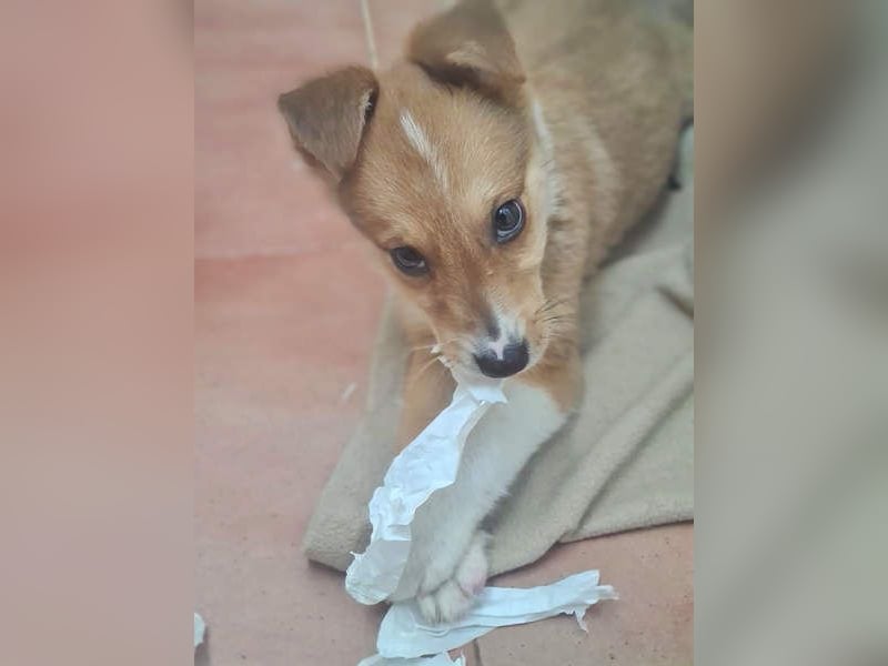 Zuckersüßer ANTON- wartet mit gepacktem Köfferchen auf sein schönes, liebevolles Zuhause