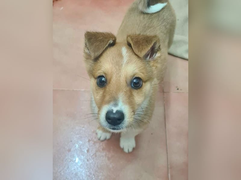 Zuckersüßer ANTON- wartet mit gepacktem Köfferchen auf sein schönes, liebevolles Zuhause