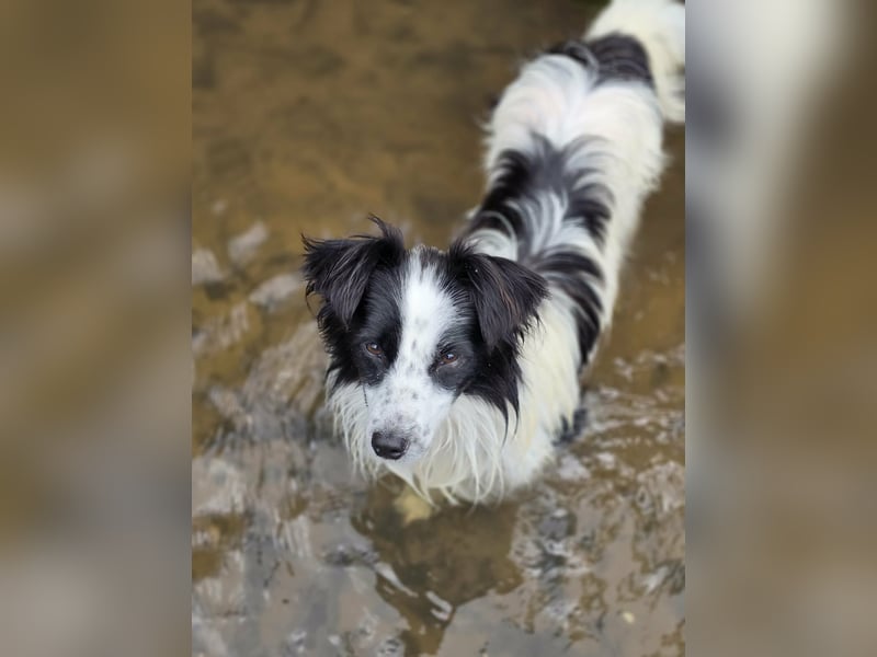 Hündin Patty – lustig, fröhlich, wasserbegeistert und ein echtes Unikat auf kurzen Beinen