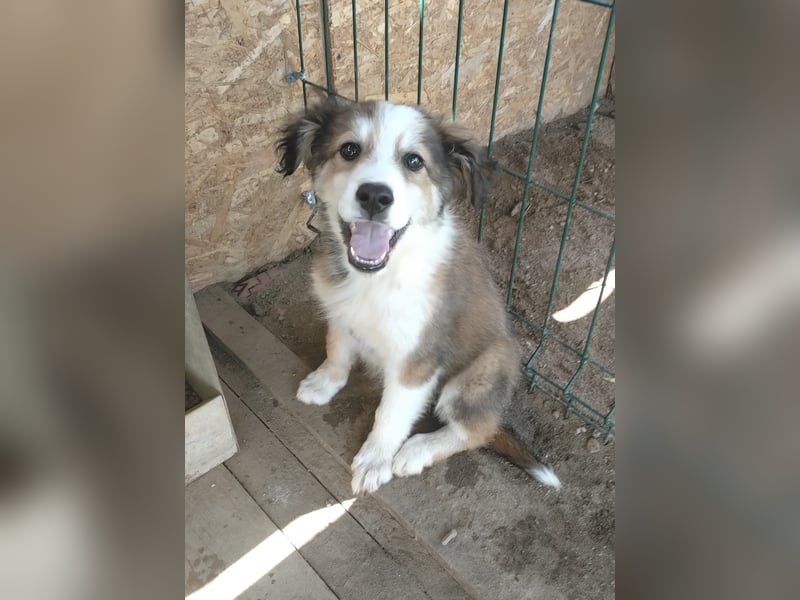 Welpendame LASSIE sucht Ihre Familie!