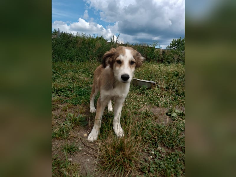 Welpendame LASSIE sucht Ihre Familie!