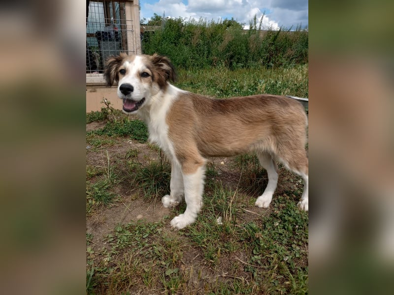 Welpendame LASSIE sucht Ihre Familie!
