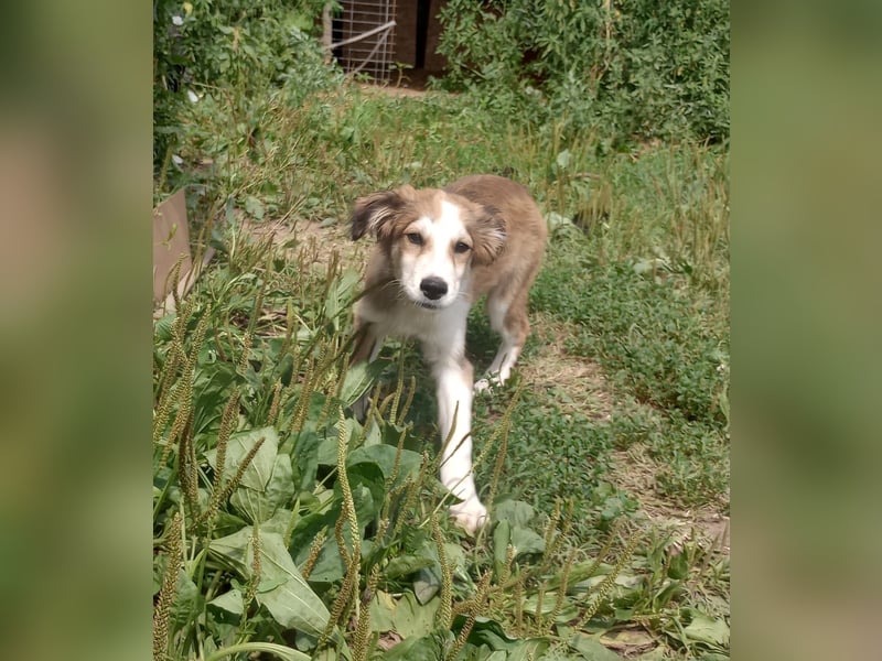 Welpendame LASSIE sucht Ihre Familie!