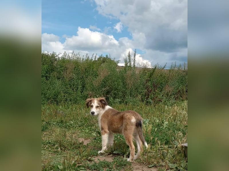 Welpendame LASSIE sucht Ihre Familie!